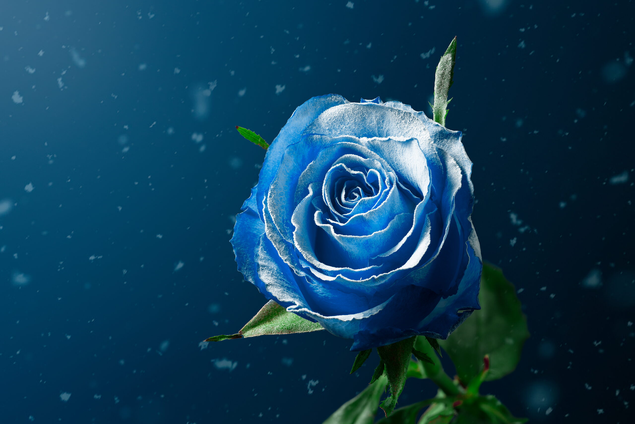 Frozen Rose