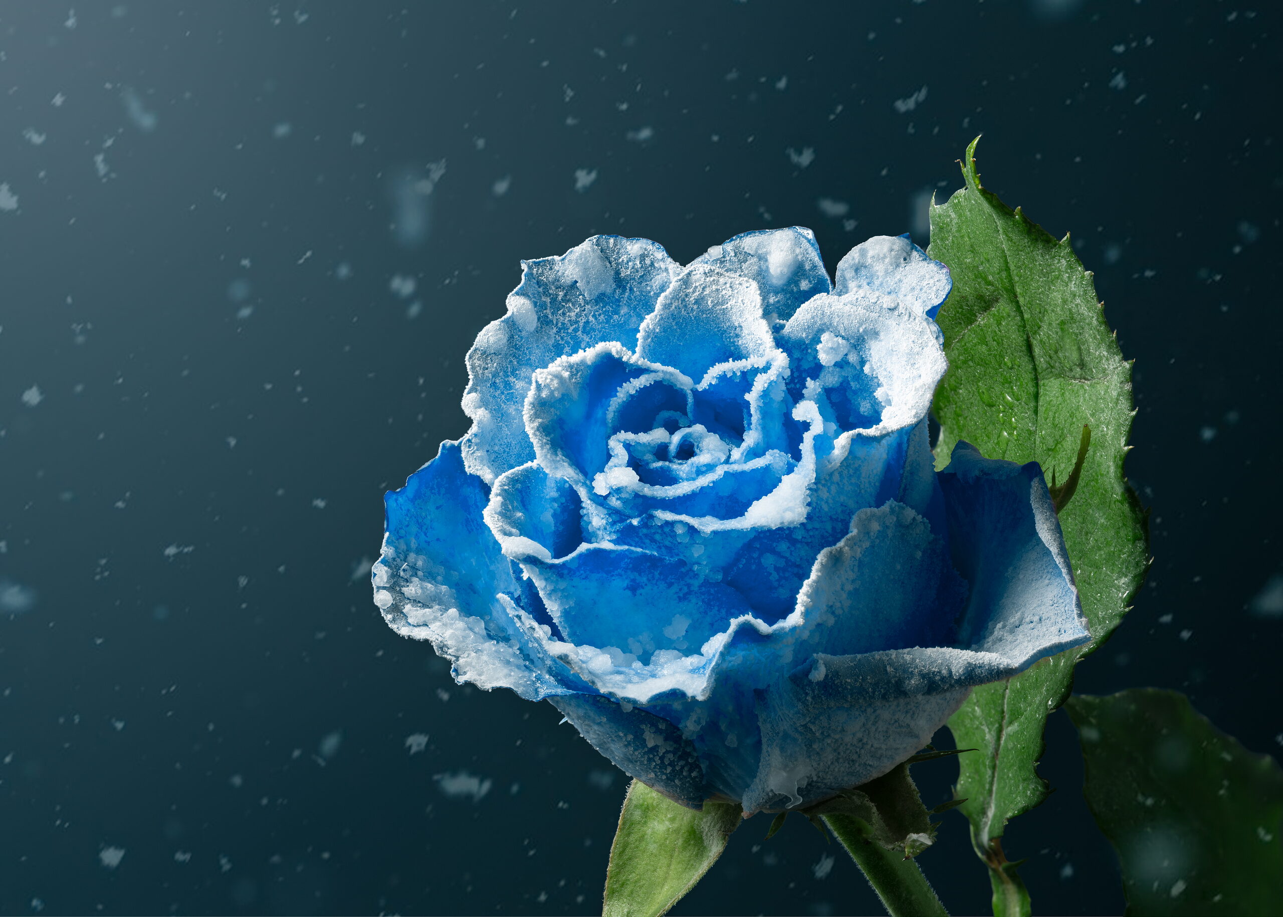 Frozen Rose