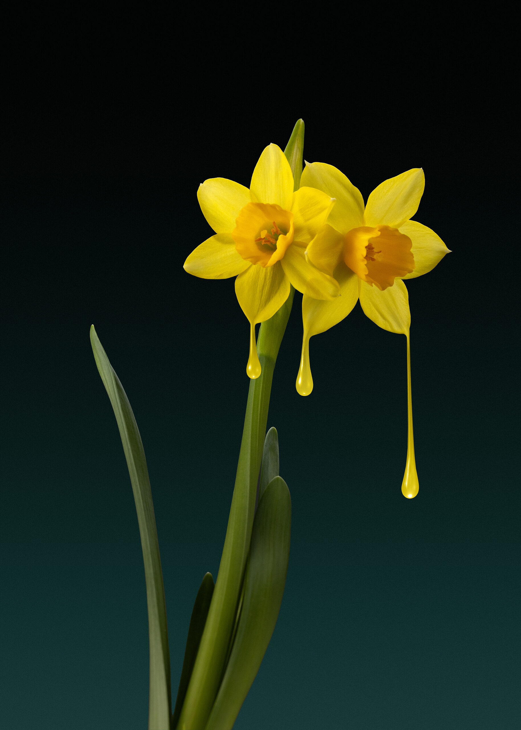 Flower Daffodil