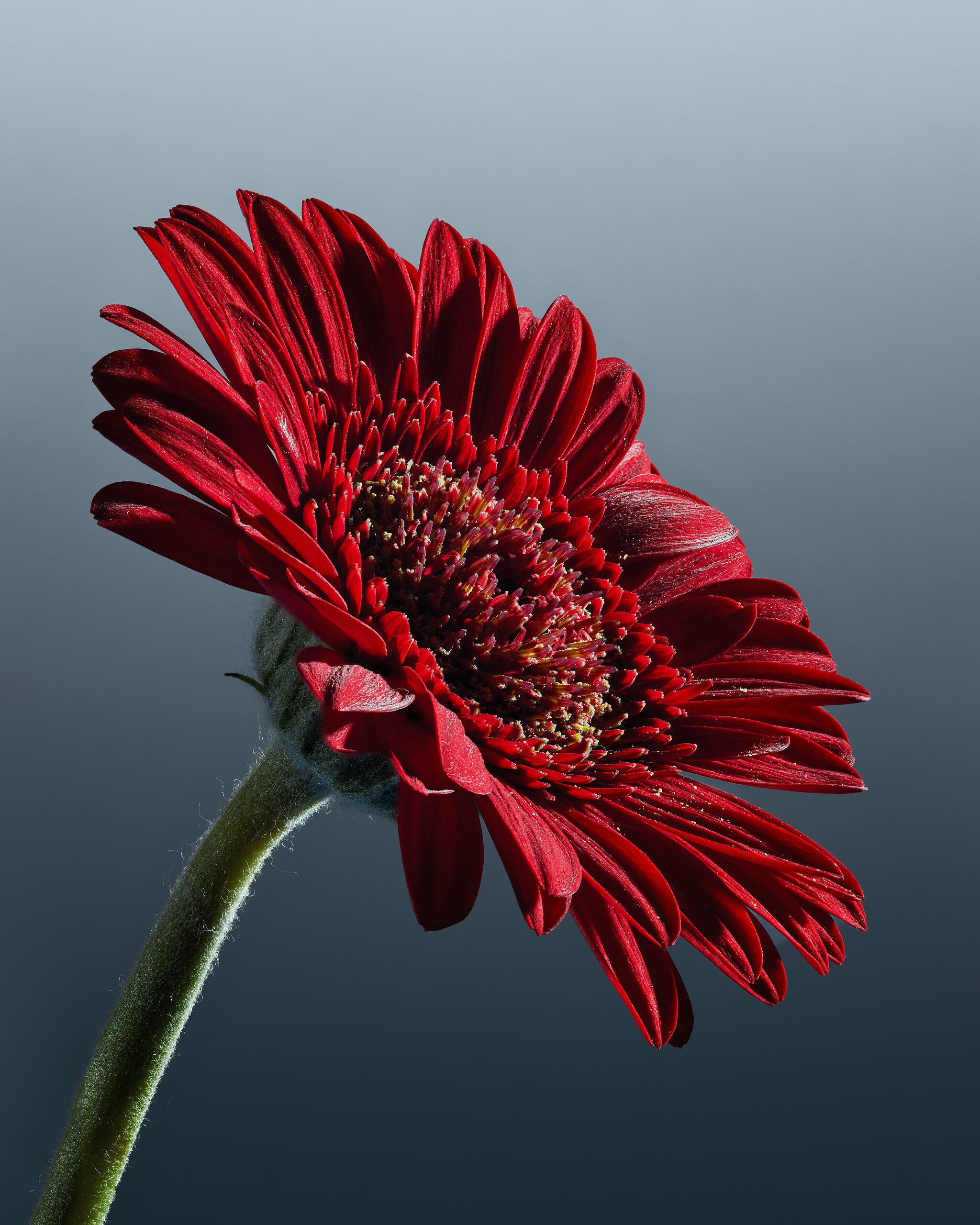 Flower Rote Gerbera
