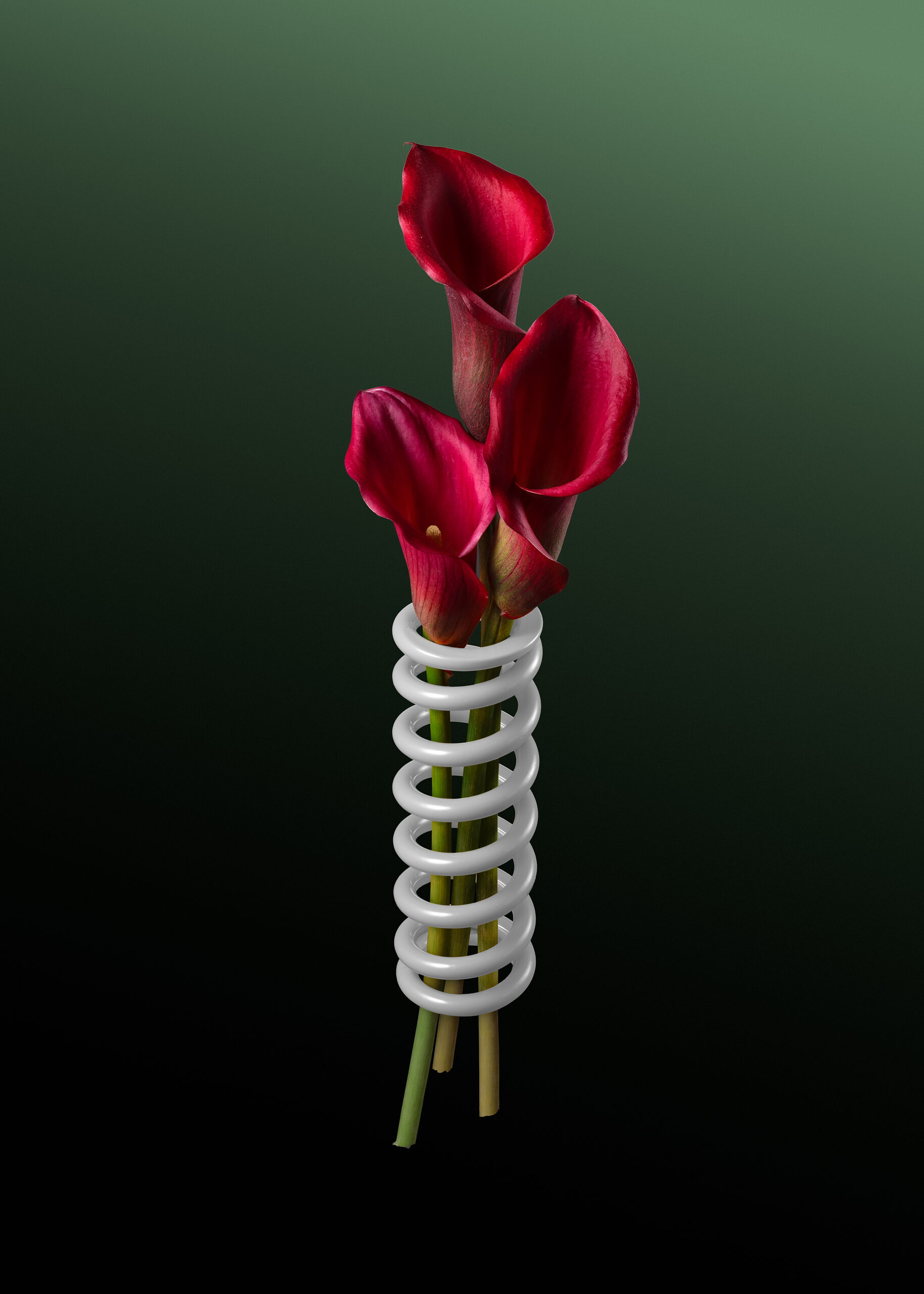 Spring Flower